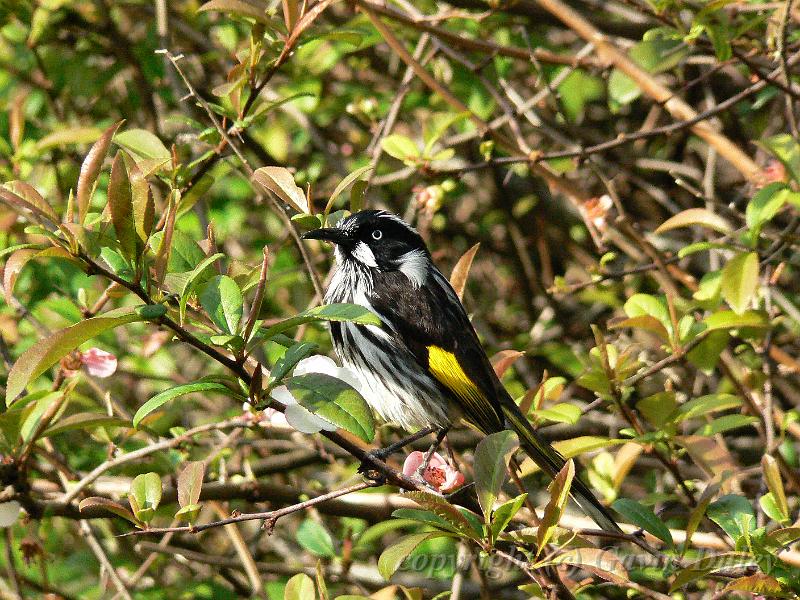 New Holland Honeyeater Phylidonyris novaehollandiae at Hans Heysen's House, near Hahndorf P1080750.JPG